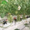 Soilless Culture