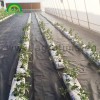 Soilless Culture
