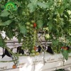 Soilless Culture