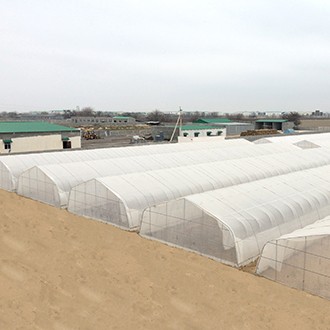 Greenhouse in Saudi Arabia