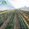 Multi-span Greenhouse CMY9343